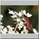 Braconidae sp - Brackwespe 08b 9mm.jpg